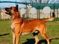 Şampiyon kan Malinois Yavrular
