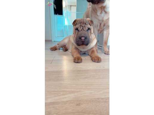 Shar pei erkek yavru