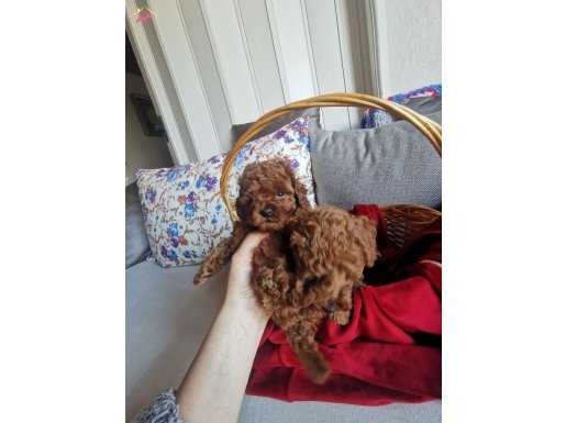 Anne altından red brown kore poodle tea cup 