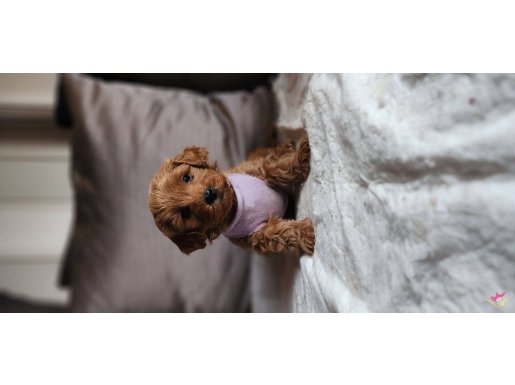 Mini Poodle Maltipoo kıvırcık tüylü red brown