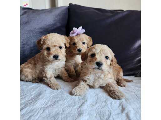 Minnoş anne altında Baba kore poodle