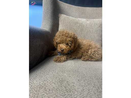 Evde büyüyen erkek yavru 3 aylık 