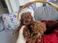 Anne altından red brown kore poodle tea cup 