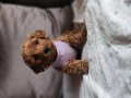 Mini Poodle Maltipoo kıvırcık tüylü red brown