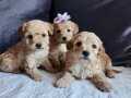 Minnoş anne altında Baba kore poodle