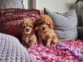 Kızımın bebekleri gerçek kore ve toy poodle 