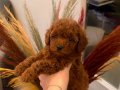 Kızımın bebekleri gerçek kore ve toy poodle 