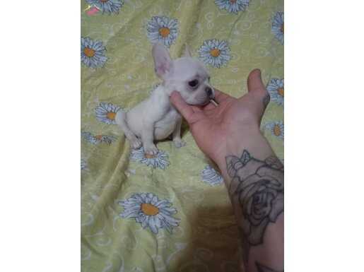 Scrli anatolian bulls üretimi egzotik french bulldog 