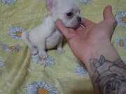 Scrli anatolian bulls üretimi egzotik french bulldog 