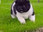 Süper Amerikan Akita Minikler