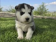 Safkan husky minikler