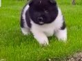 Süper Amerikan Akita Minikler