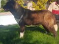 Süper Amerikan Akita Minikler