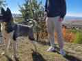 Süper Amerikan Akita Minikler