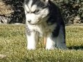 Safkan husky minikler