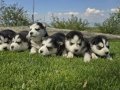 Safkan husky minikler