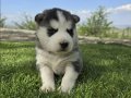 Safkan husky minikler