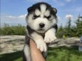 Safkan husky minikler