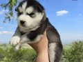 Safkan husky minikler