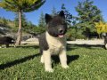 Safkan Amerikan akita minikler