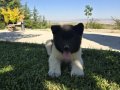 Safkan Amerikan akita minikler