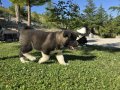 Safkan Amerikan akita minikler