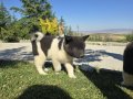 Safkan Amerikan akita minikler