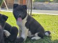 Safkan Amerikan akita minikler