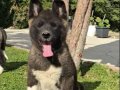 Safkan Amerikan Akita Minikler