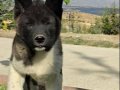 Safkan Amerikan Akita Minikler