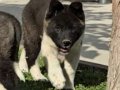 Safkan Amerikan Akita Minikler