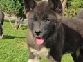Safkan Amerikan Akita Minikler