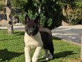 Safkan Amerikan Akita Minikler