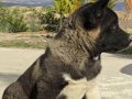 Safkan Amerikan Akita Minikler