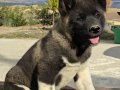 Safkan Amerikan Akita Minikler