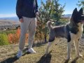 Safkan Amerikan Akita Minikler