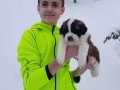 Dev minik Saint bernard