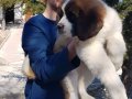 Dev minik Saint bernard