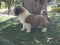 Dev minik Saint bernard