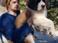 Dev minik Saint bernard