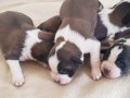 Dev minik Saint bernard