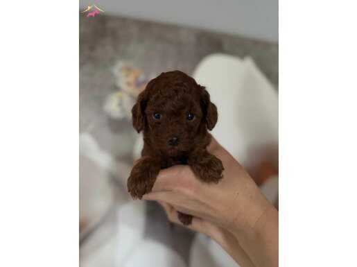 Kore Poodle Yavrular