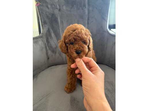 Orjinal Toy Poodle Yavrular
