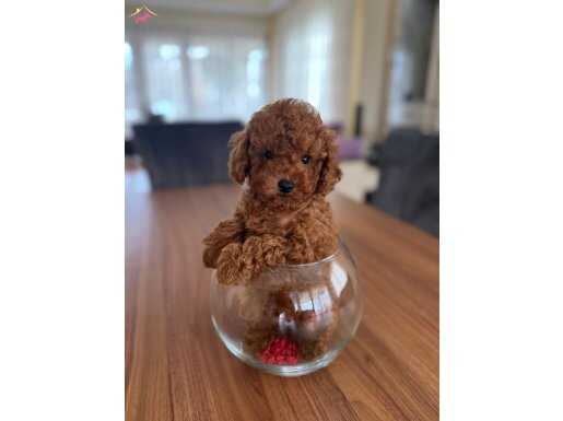 Minicik Toy Poodle Yavrular