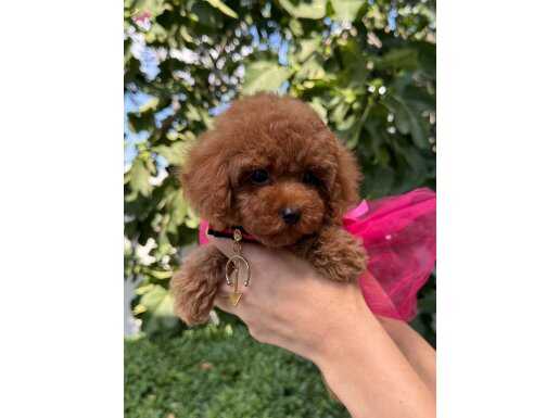 Minik Toy Poodle Kızımız