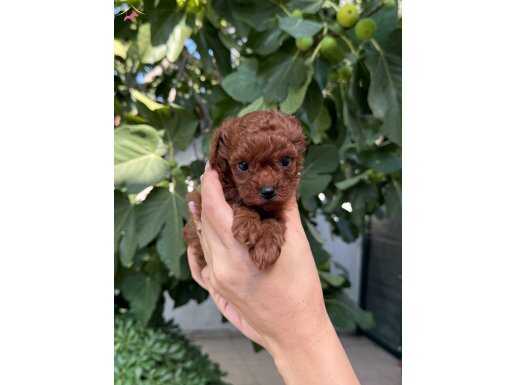 Red Brown Kore Poodle