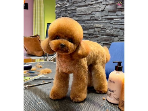 Oğlumuzun Kore Poodle Bebekleri