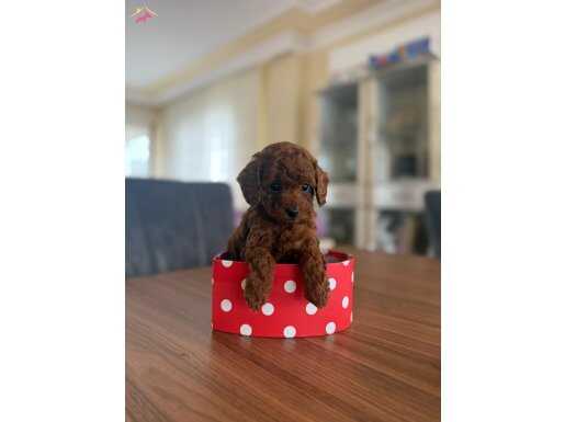 Orijinal Toy Poodle Yavrular