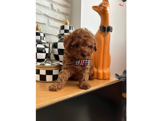 Mini Boy Poodle Bebişler