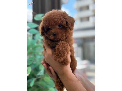 Pofuduk Toy Poodle 